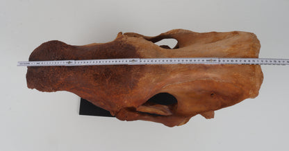 Natural woolly rhinoceros skull