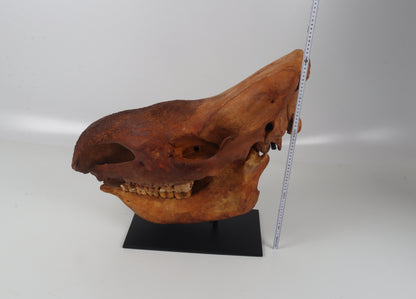 Natural woolly rhinoceros skull