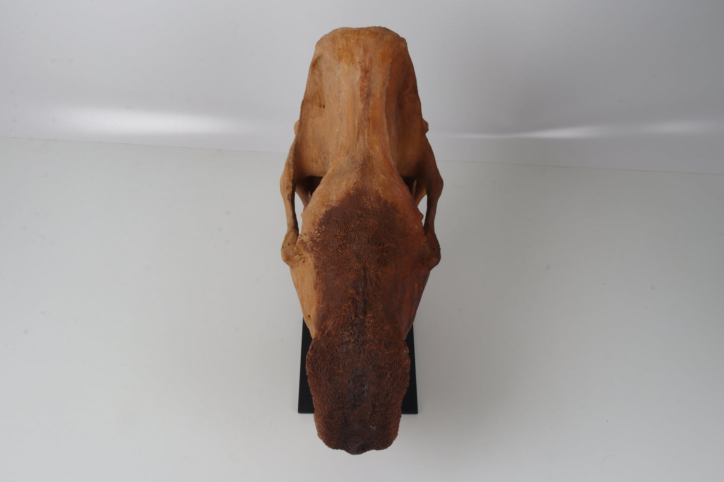 Natural woolly rhinoceros skull