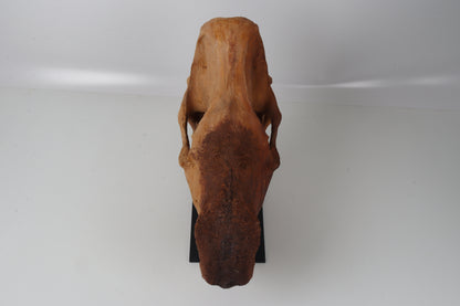 Natural woolly rhinoceros skull