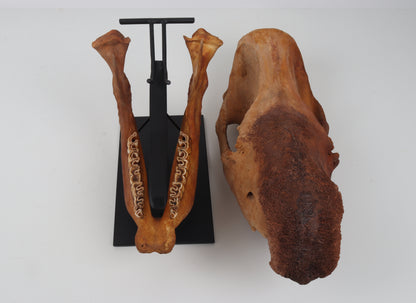Natural woolly rhinoceros skull
