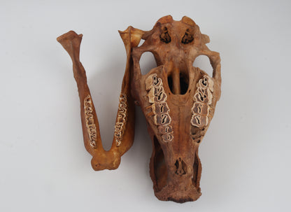 Natural woolly rhinoceros skull