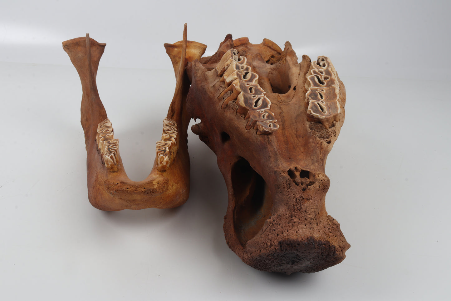 Natural woolly rhinoceros skull