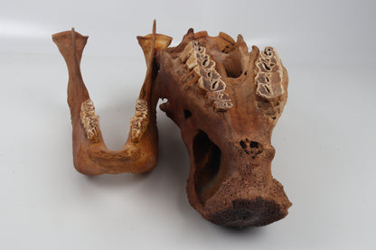 Natural woolly rhinoceros skull