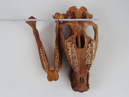 Natural woolly rhinoceros skull