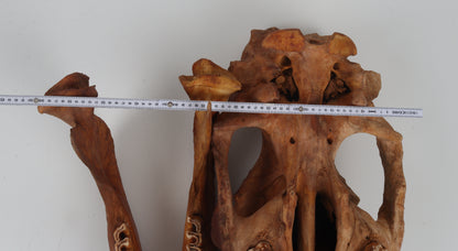 Natural woolly rhinoceros skull