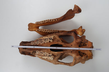 Natural woolly rhinoceros skull