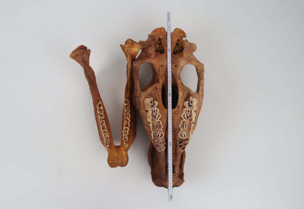 Natural woolly rhinoceros skull