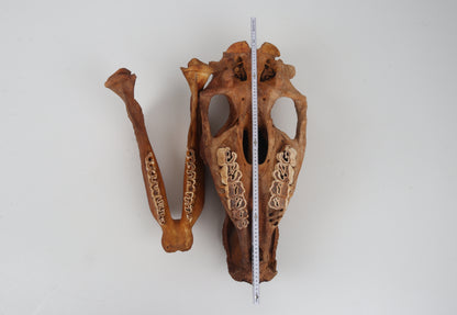 Natural woolly rhinoceros skull