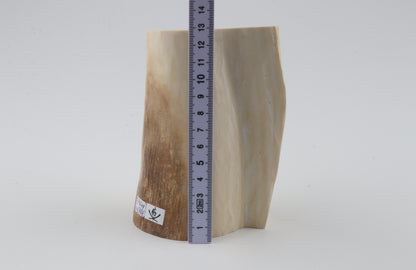 Natural mammoth tusk piece