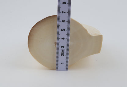Natural mammoth tusk piece