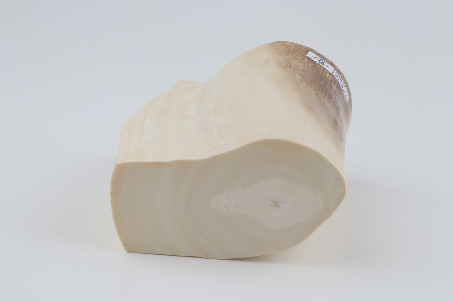 Natural mammoth tusk piece