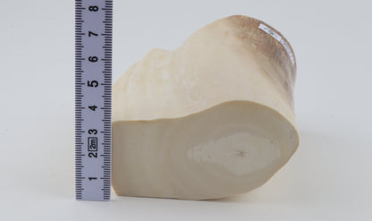 Natural mammoth tusk piece