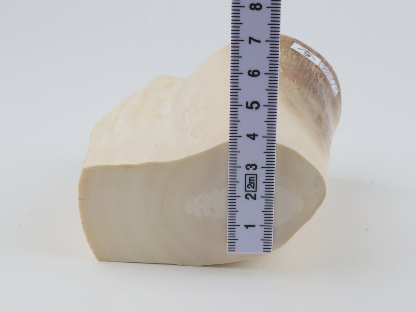 Natural mammoth tusk piece