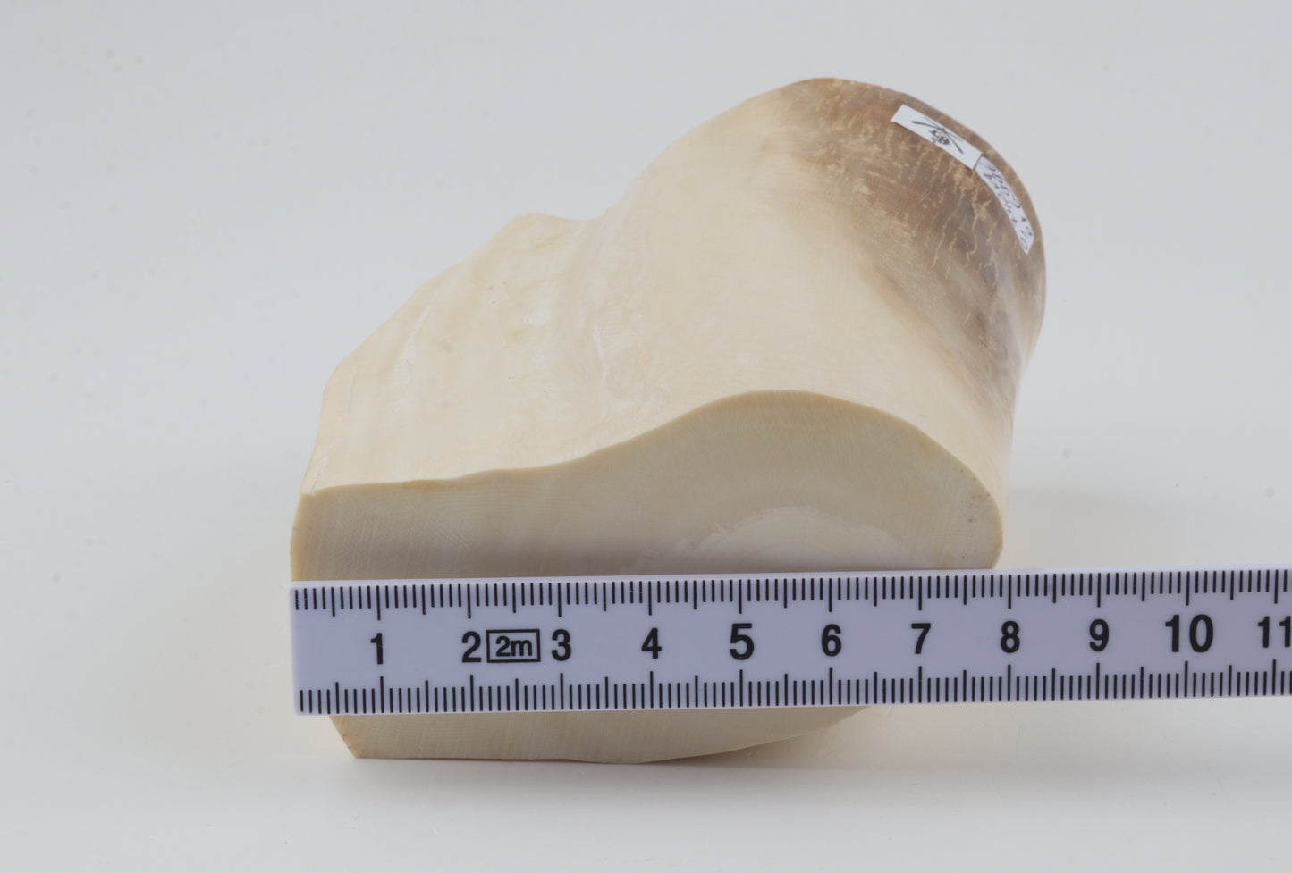 Natural mammoth tusk piece