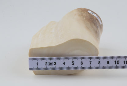 Natural mammoth tusk piece