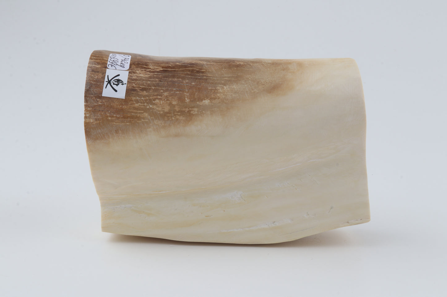 Natural mammoth tusk piece
