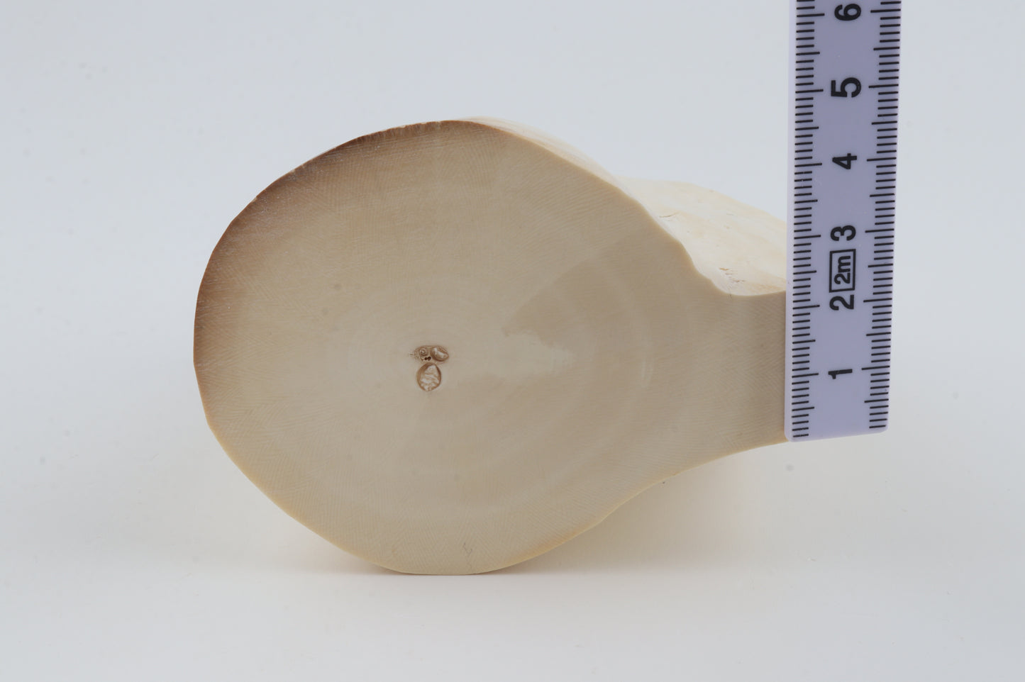 Natural mammoth tusk piece