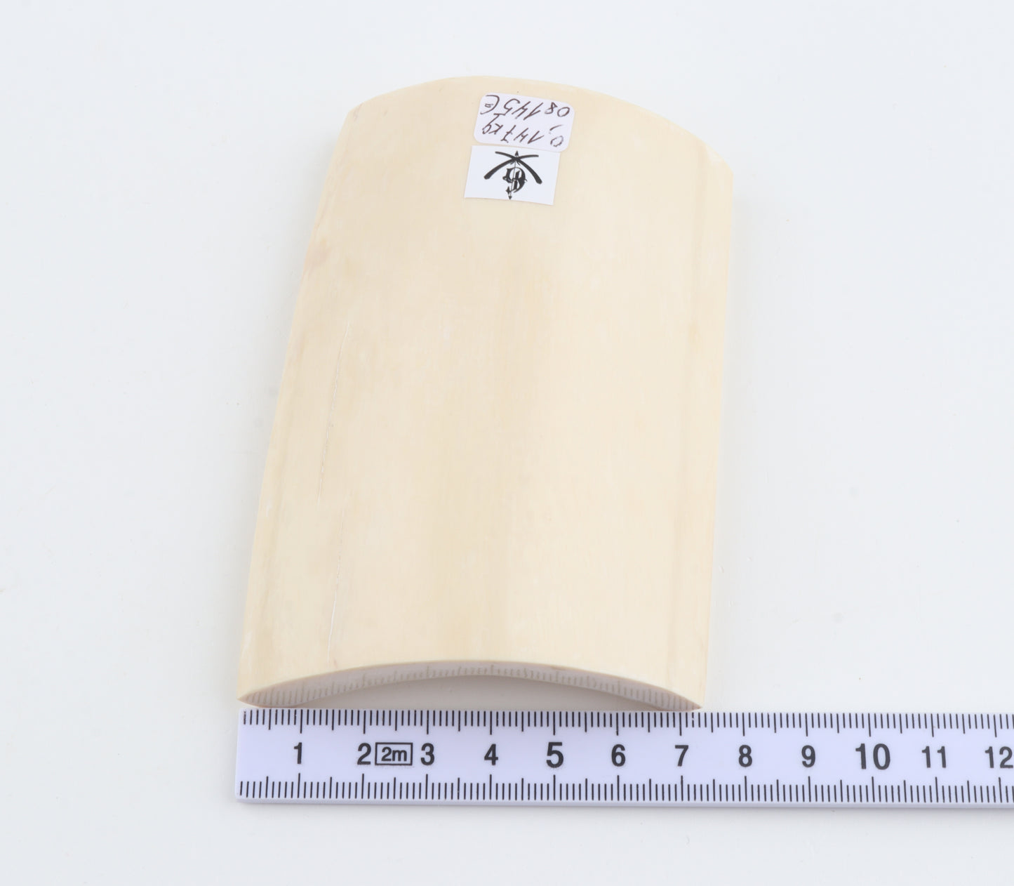 White mammoth ivory segment