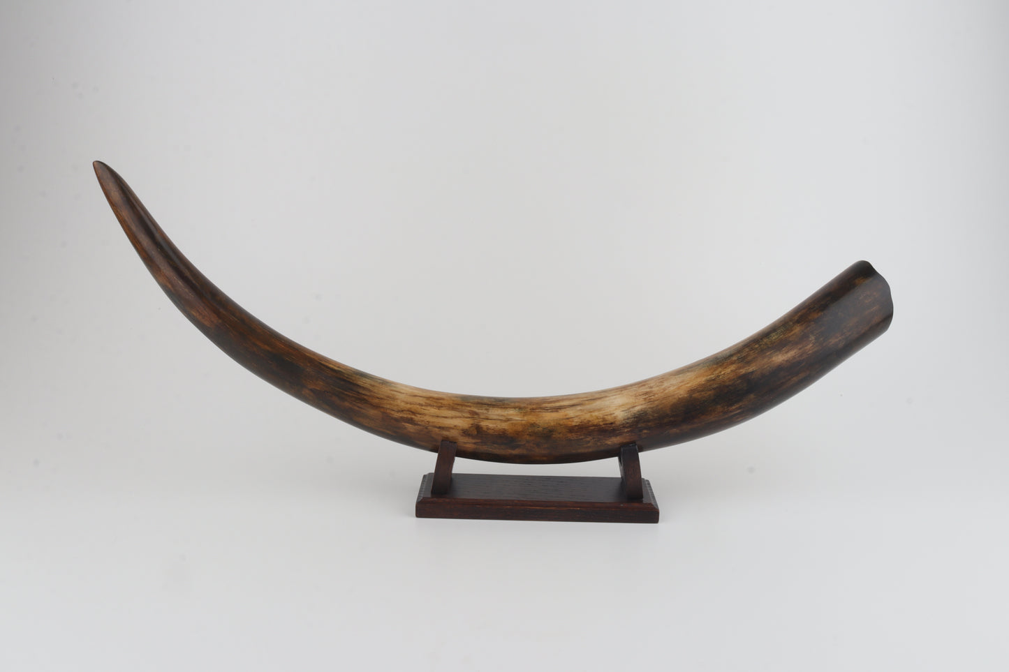 Restored mammoth tusk