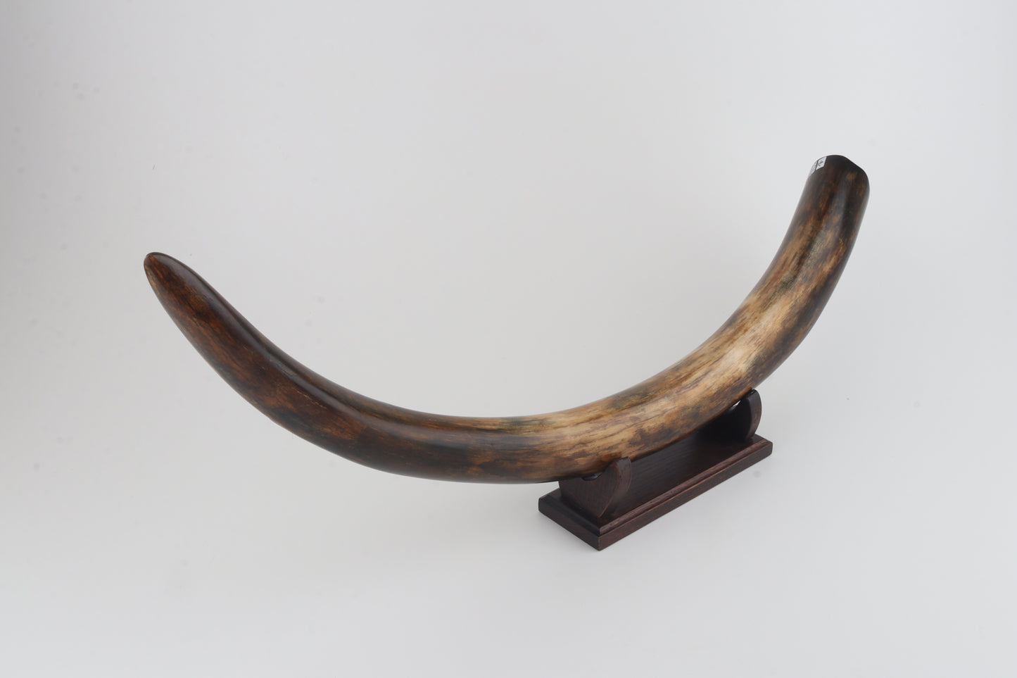 Restored mammoth tusk