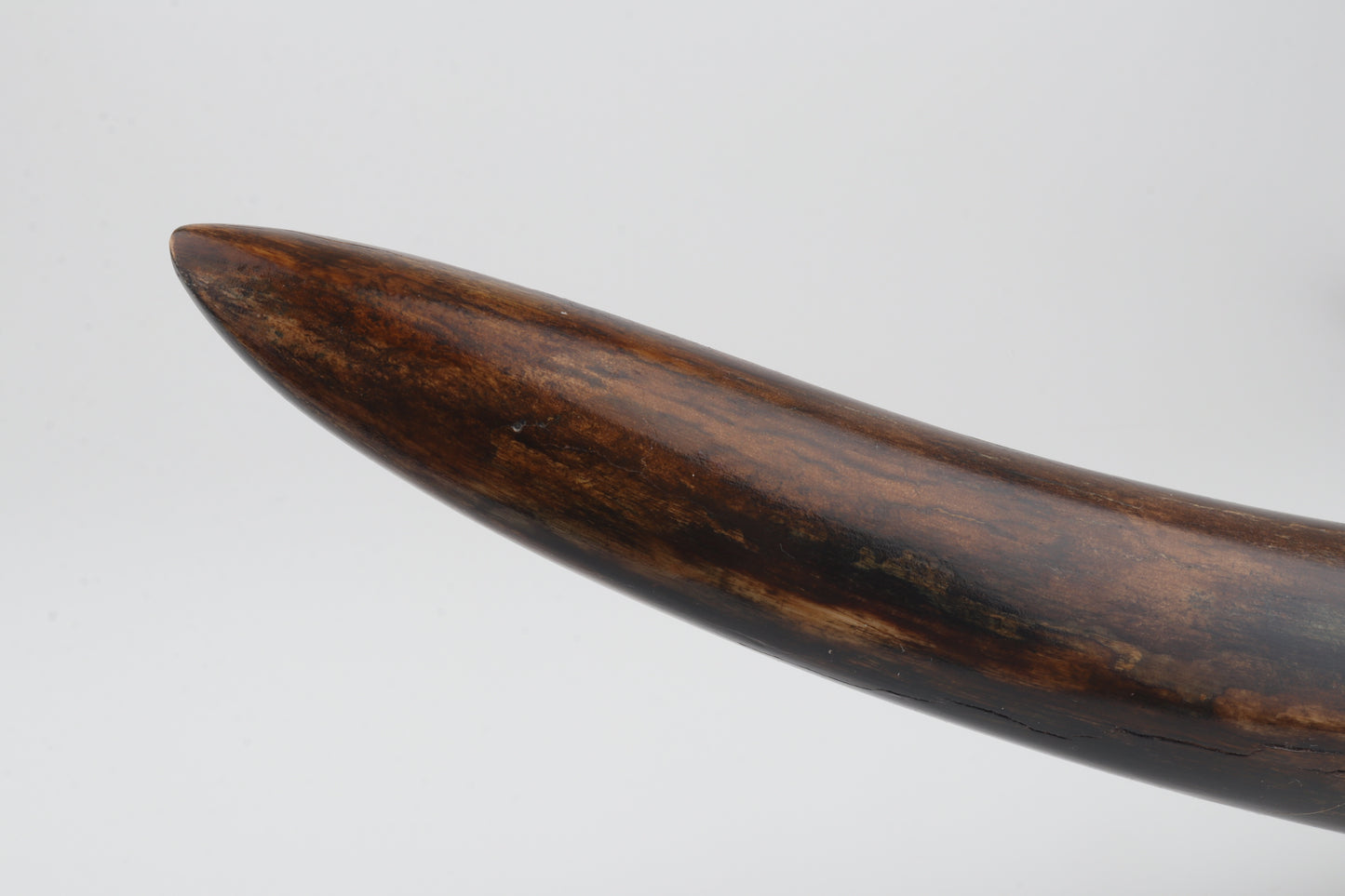 Restored mammoth tusk