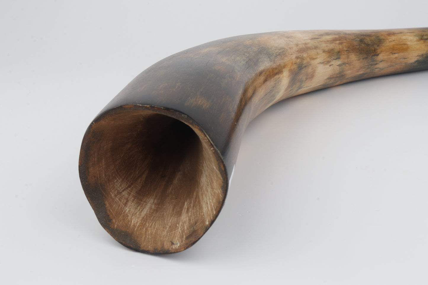 Restored mammoth tusk