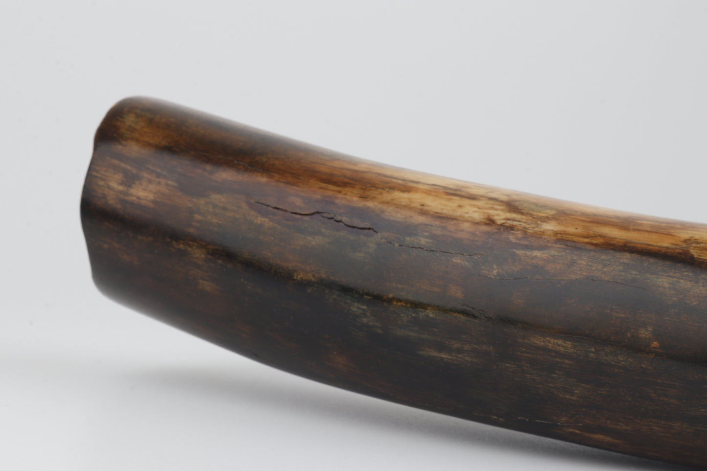 Restored mammoth tusk