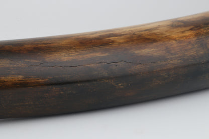 Restored mammoth tusk
