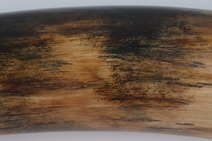 Restored mammoth tusk