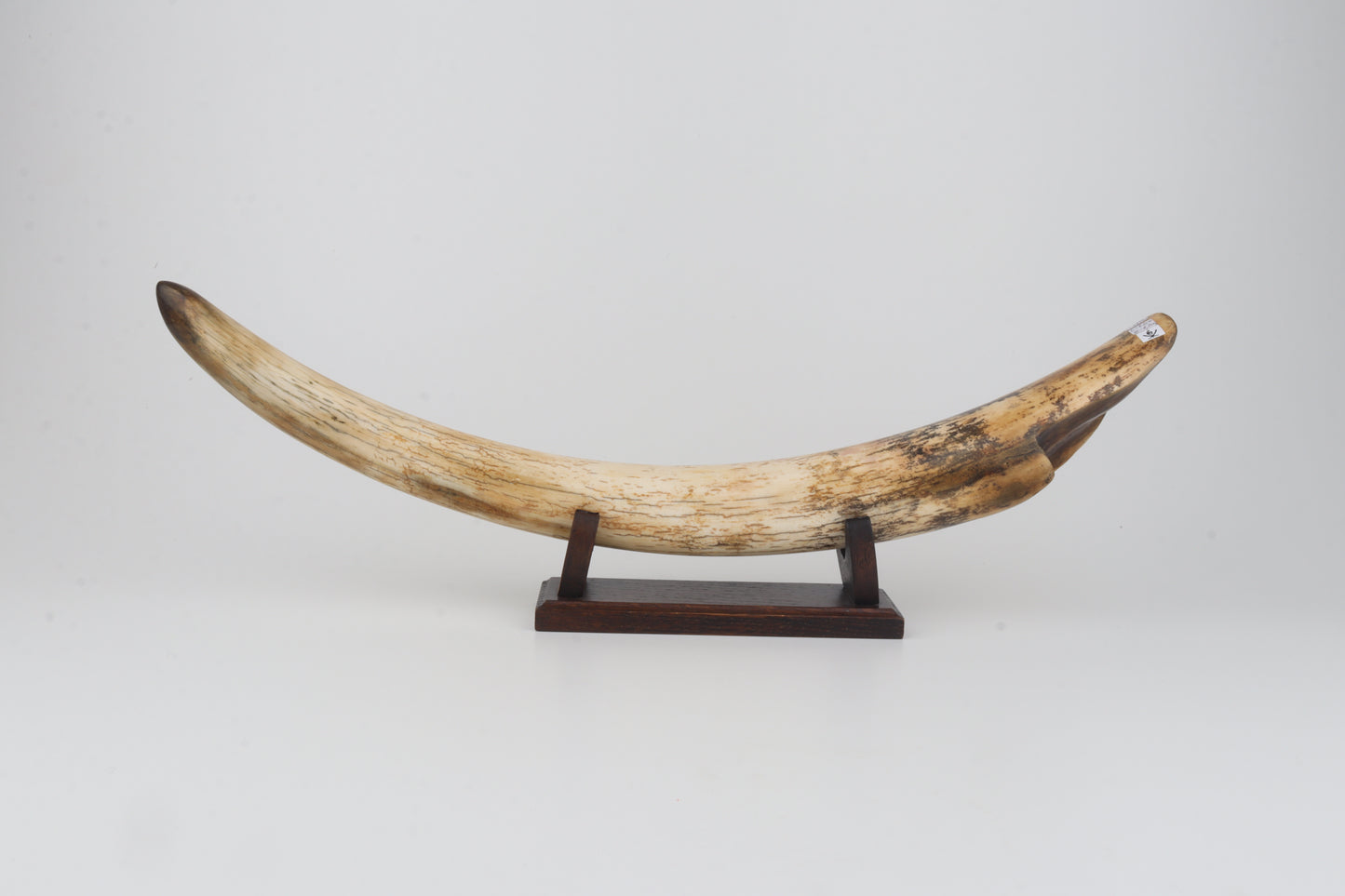 Restored woolly mammoth tusk tip