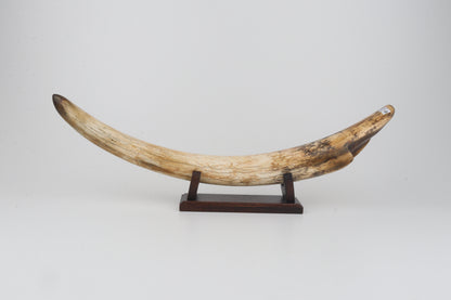 Restored woolly mammoth tusk tip