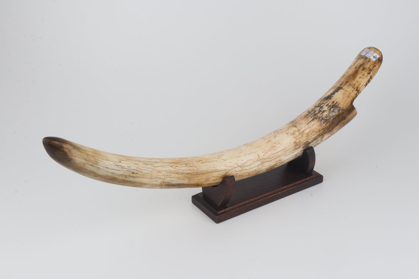 Restored woolly mammoth tusk tip