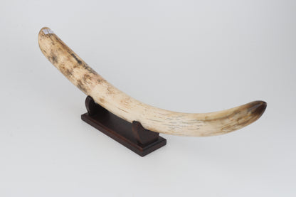Restored woolly mammoth tusk tip