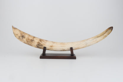 Restored woolly mammoth tusk tip