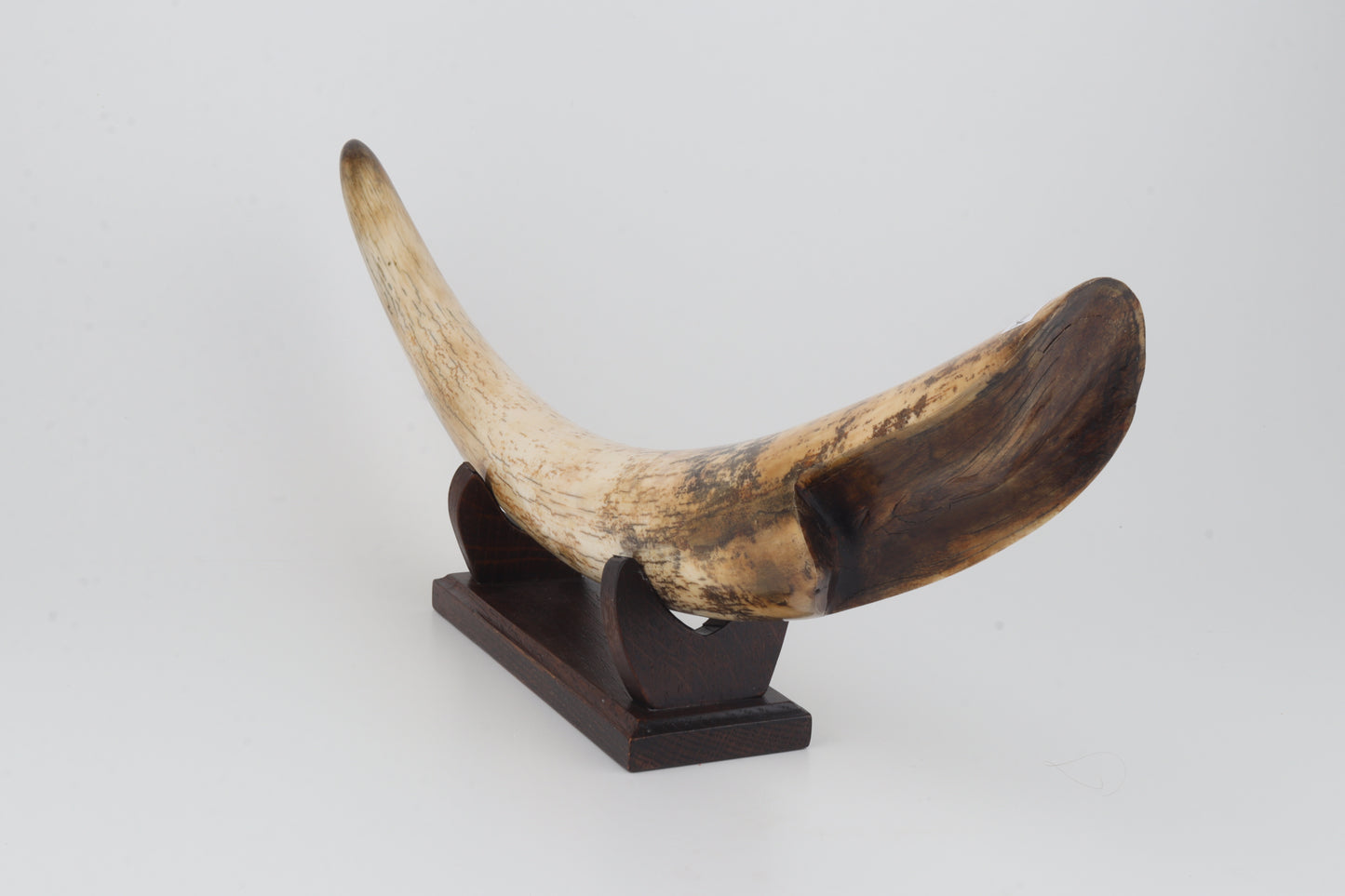 Restored woolly mammoth tusk tip