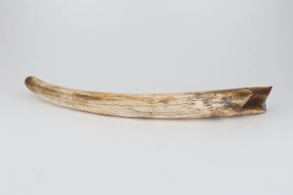 Restored woolly mammoth tusk tip