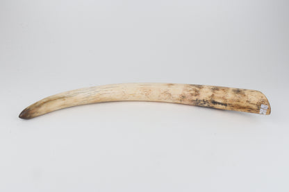 Restored woolly mammoth tusk tip