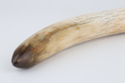 Restored woolly mammoth tusk tip