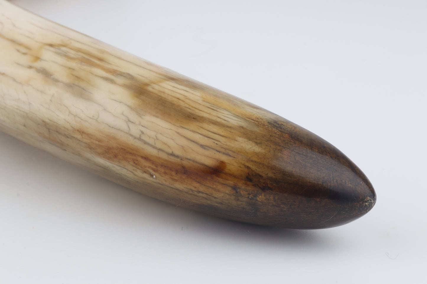 Restored woolly mammoth tusk tip