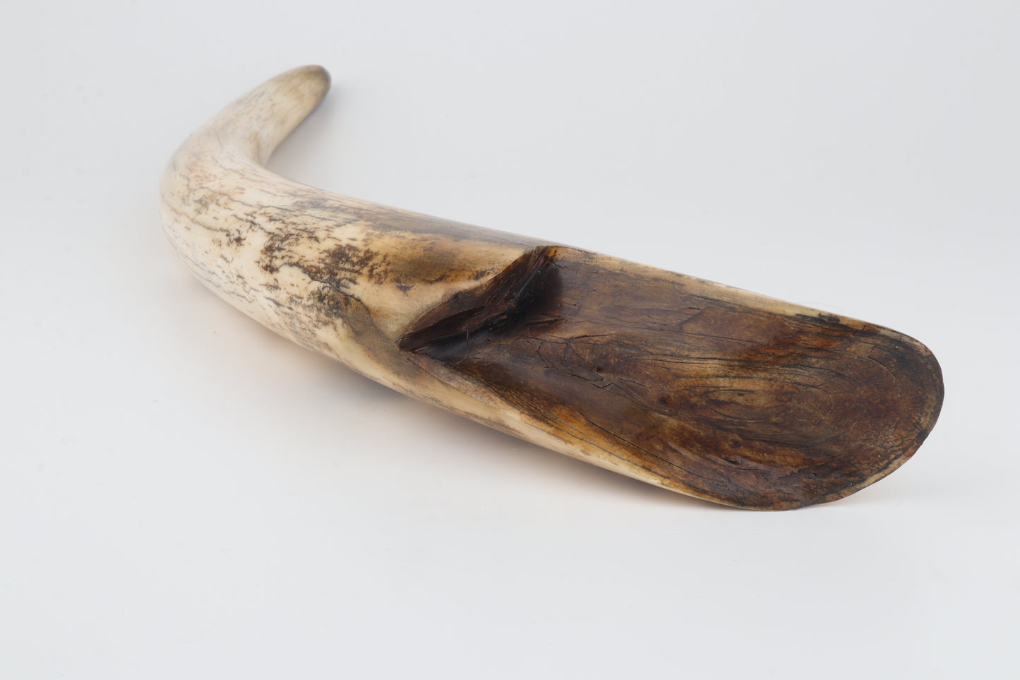 Restored woolly mammoth tusk tip