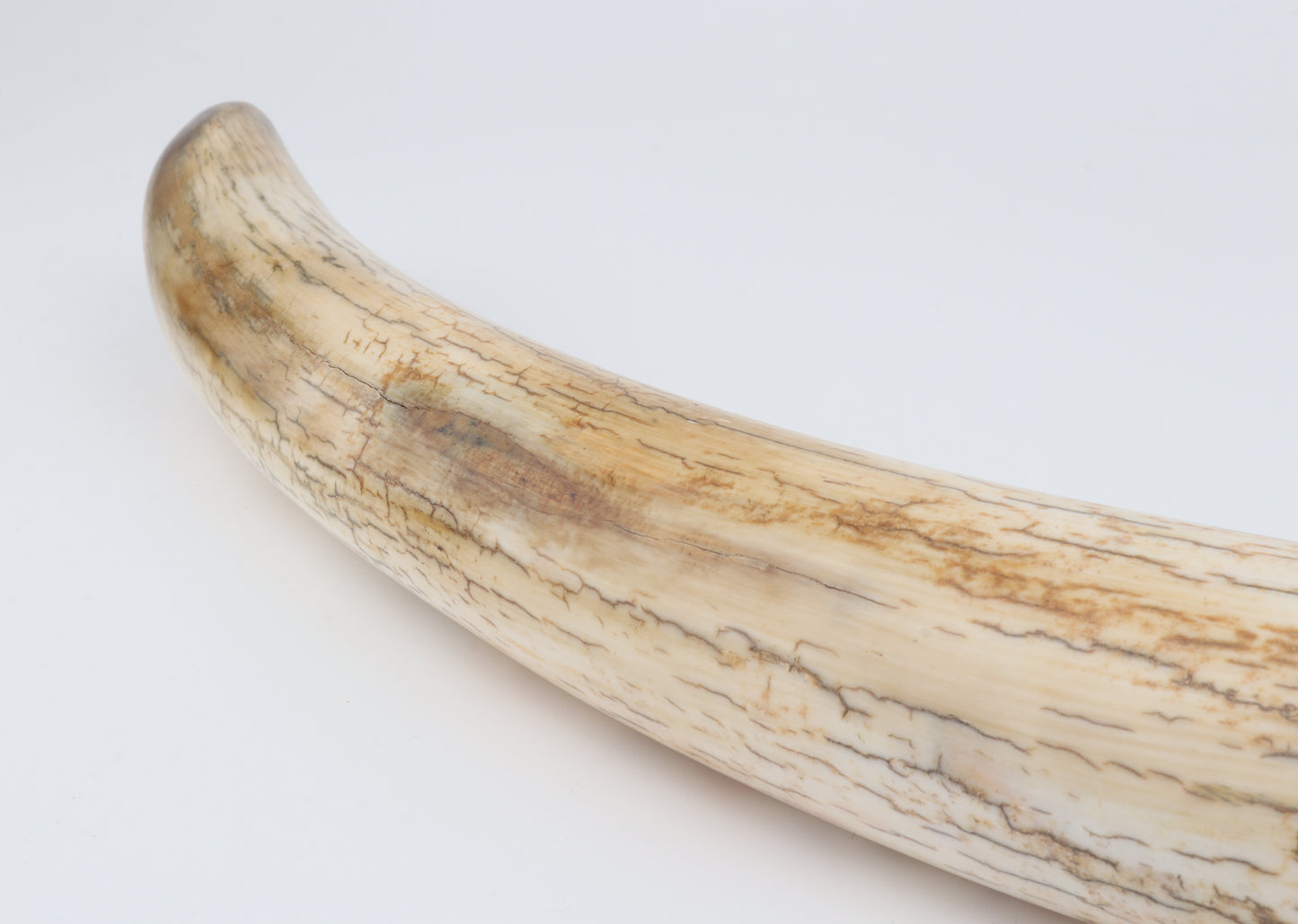Restored woolly mammoth tusk tip