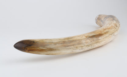 Restored woolly mammoth tusk tip