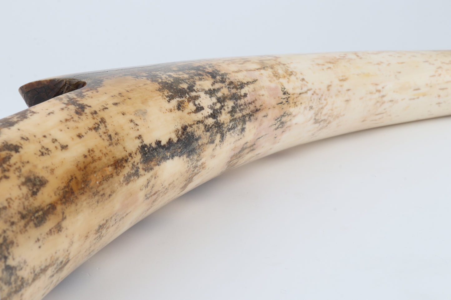 Restored woolly mammoth tusk tip