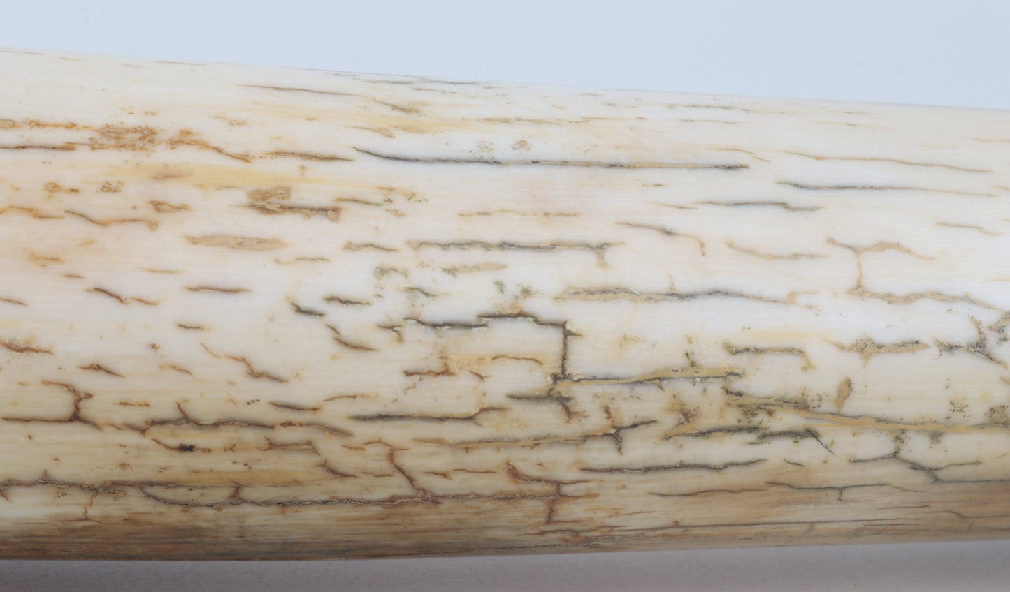 Restored woolly mammoth tusk tip