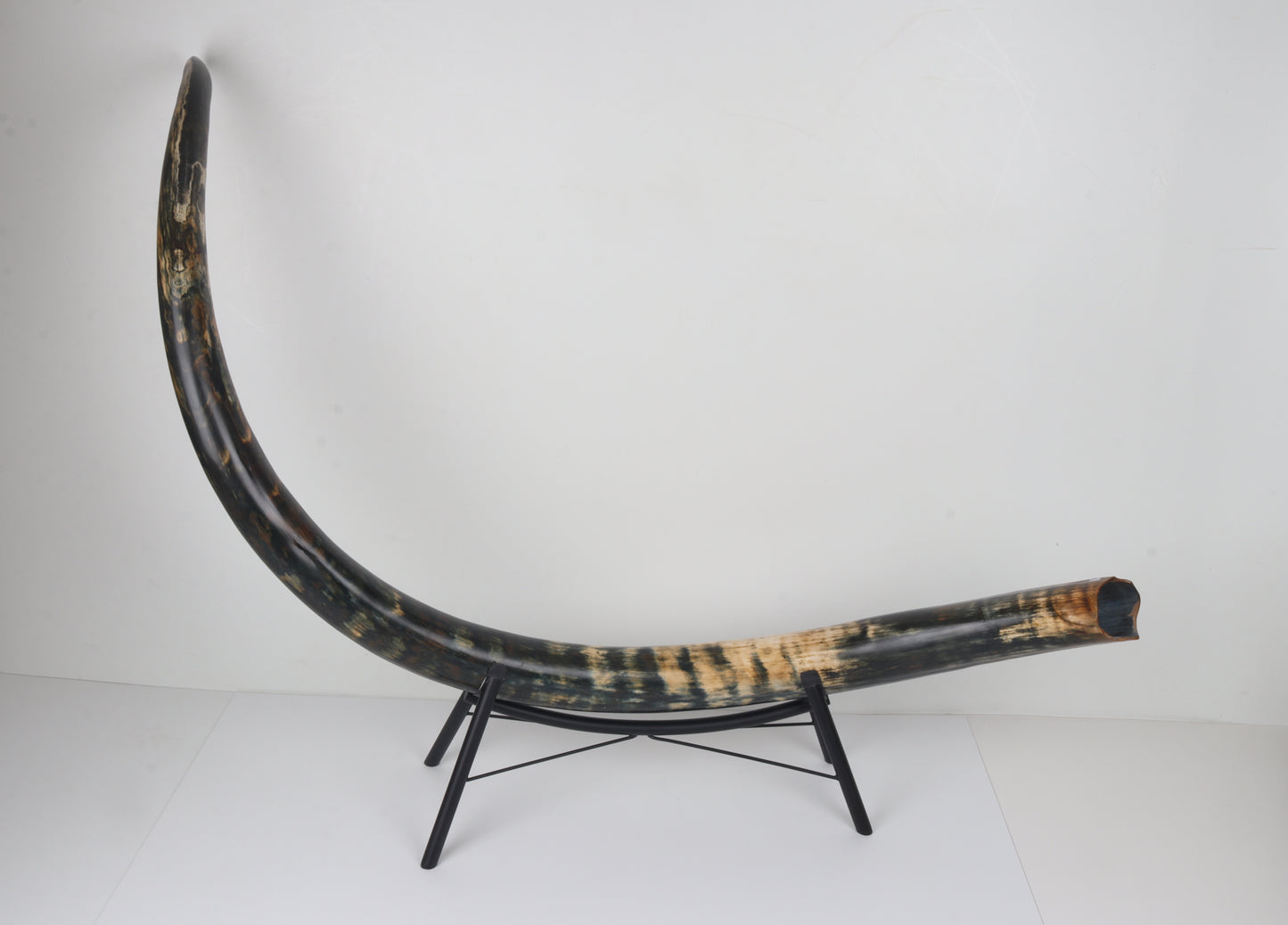 Restored Siberian Woolly Mammoth Tusk