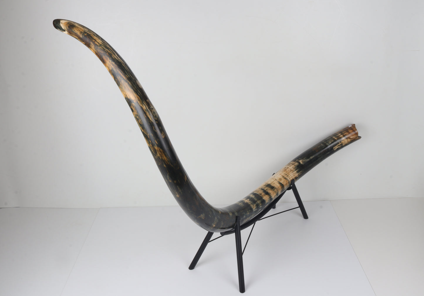 Restored Siberian Woolly Mammoth Tusk