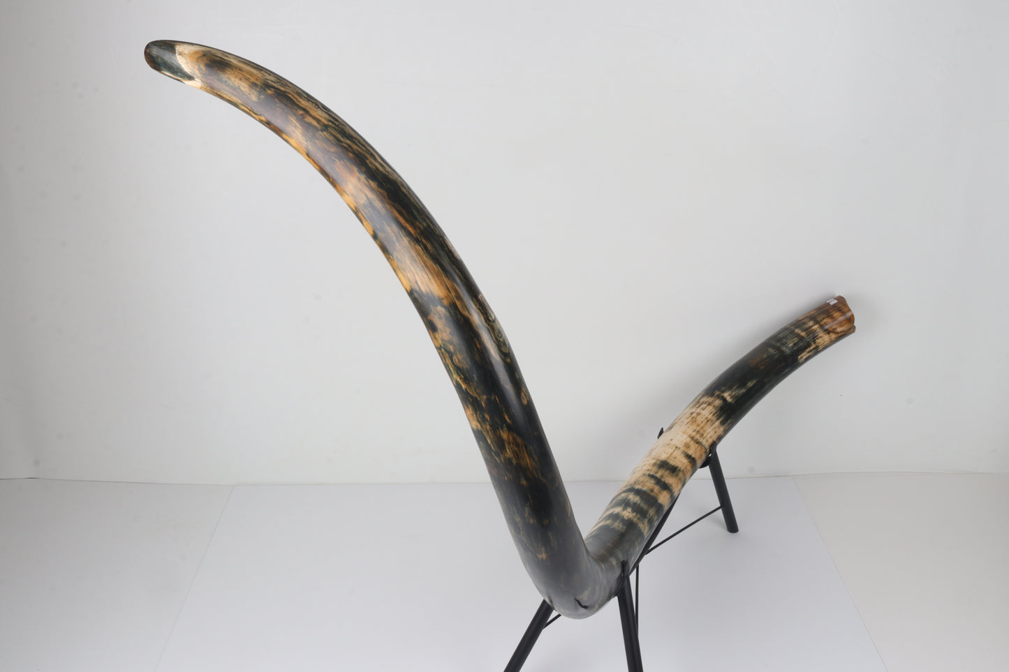 Restored Siberian Woolly Mammoth Tusk