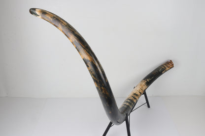 Restored Siberian Woolly Mammoth Tusk