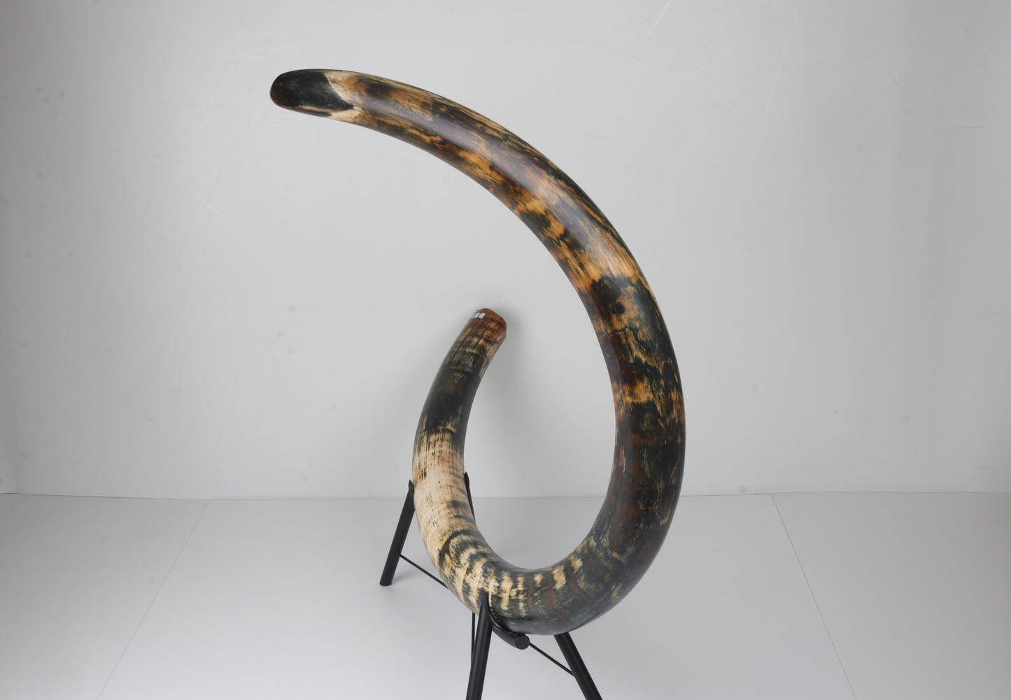 Restored Siberian Woolly Mammoth Tusk